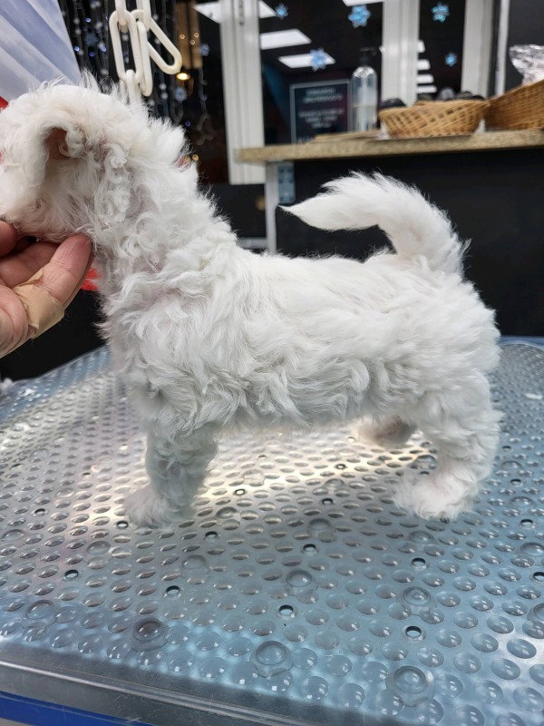 Chiot à vendre  à Marseille