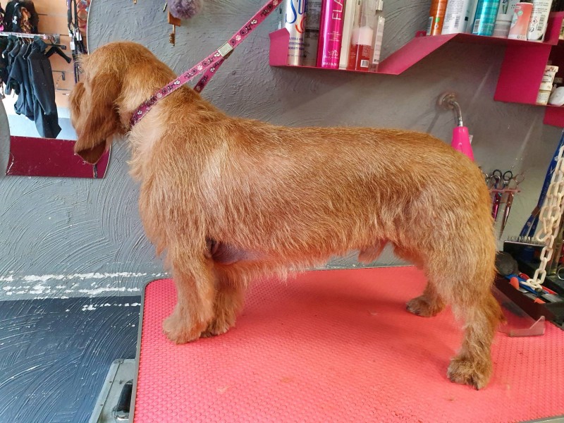 Epilation des chiens de chasse à poils durs dans votre salon de toilettage à Marseille 13009