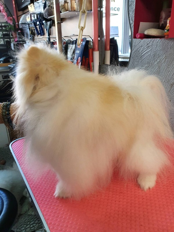 SPITZ POMERANIAN APRES LE BAIN SECHAGE