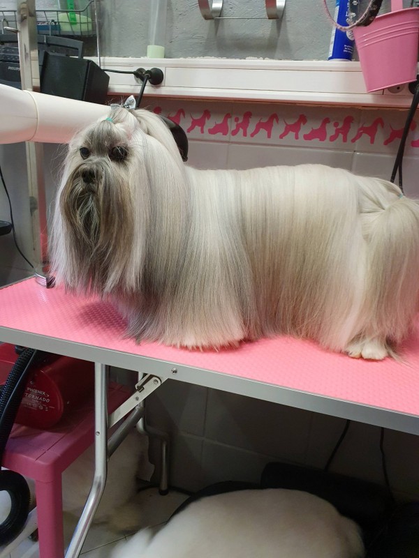 lassa  en bain brushing