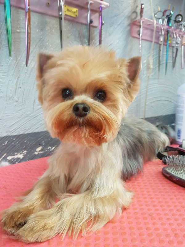 Tête ronde sur Yorkshire Terrier à Marseille