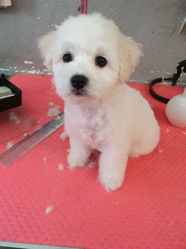 Le toilettage découverte en douceur pour chiot  à Marseille 13009