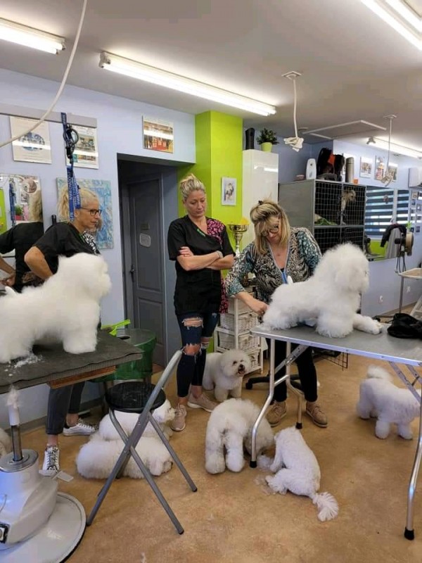 Nouvelle méthode de perfectionnement pour la coupe et la mise en forme des bichons