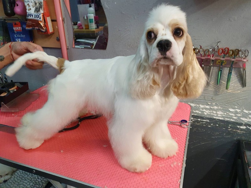 Le toilettage découverte en douceur pour chiot  à Marseille 13009