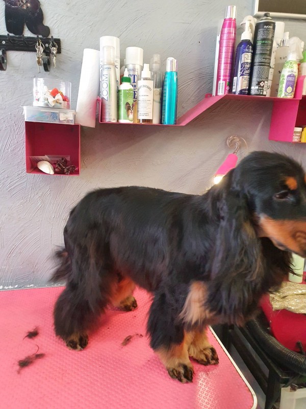 1 er toilettage pour cocker anglais 9 moisdos lisse