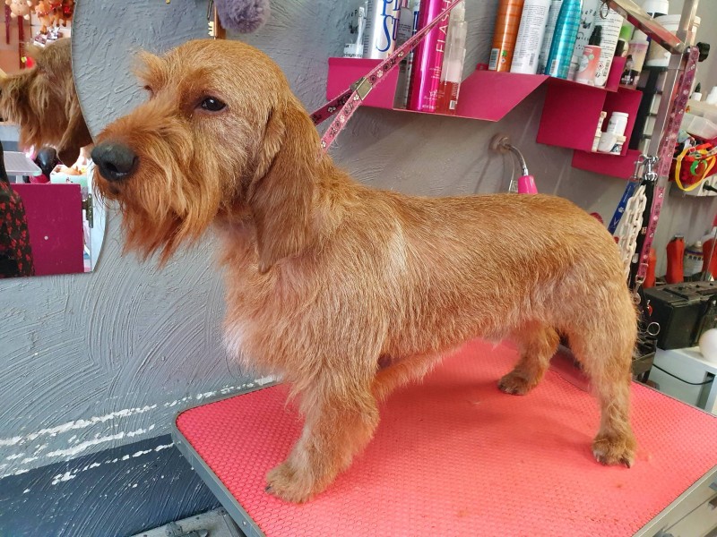 Epilation des chiens de chasse à poils durs dans votre salon de toilettage à Marseille 13009