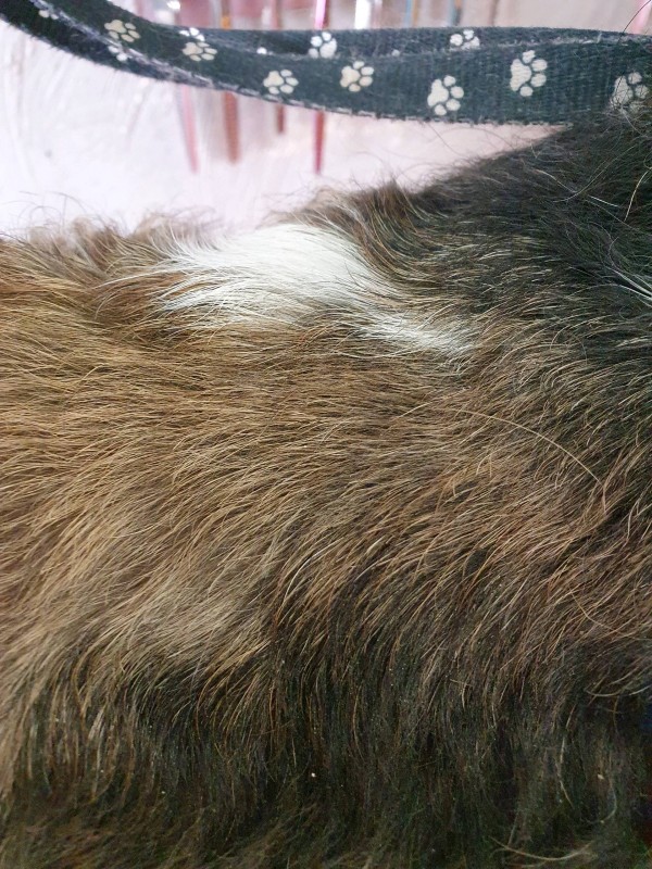 démonstration épilation fox
