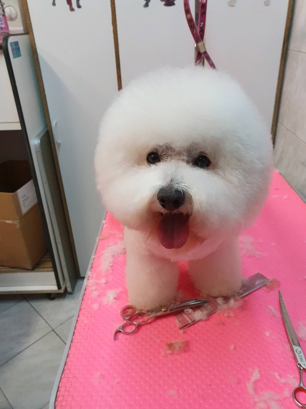 tête bichon frisé en coupe américaine