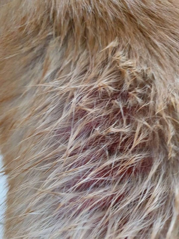 exemple de peau avec adénite sébacé