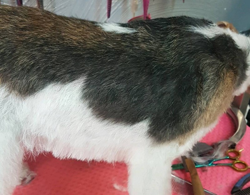 dos d un fox parfaitement épilé