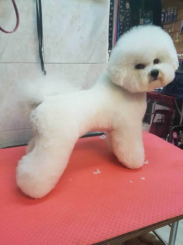 coupe du bichon aux ciseaux