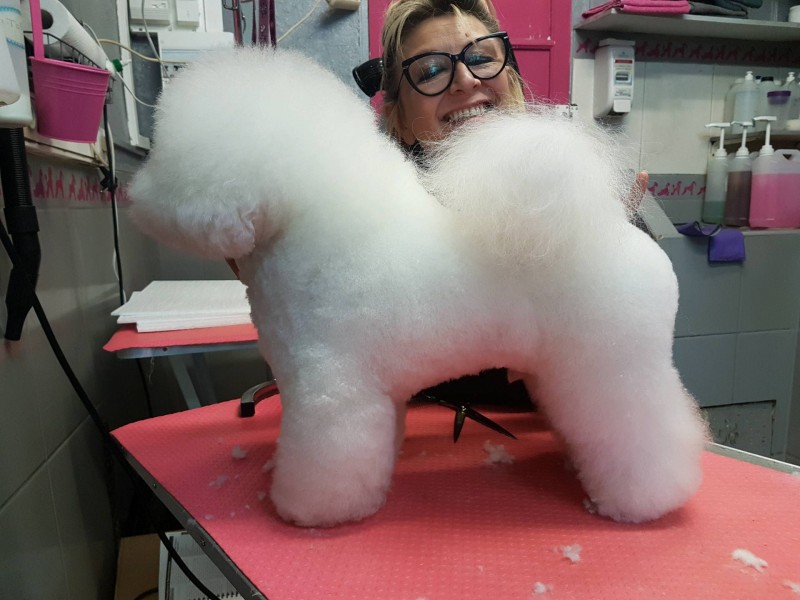 coupe officielle selon standard du bichon