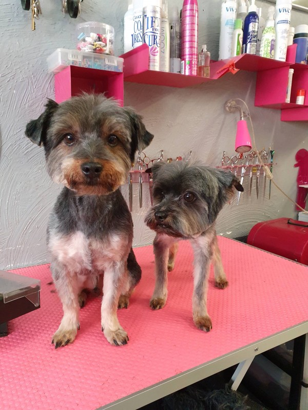 Tonte courte pour Yorkshire Terrier à Marseille