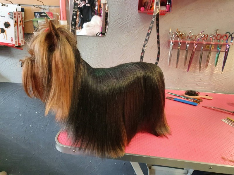 yorkshire poil long