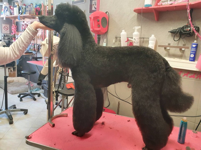 caniche royal en coupe sport