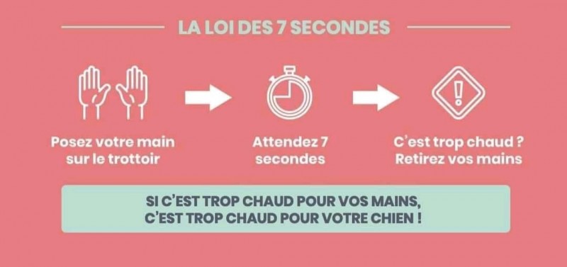 Coup de chaleur chez le chien: les règles à respecter