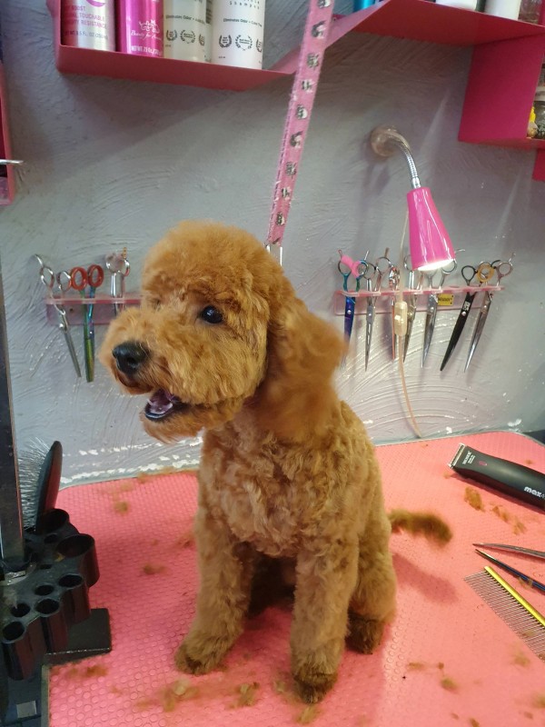 Salon de toilettage pour caniche à Marseille 13009 dans les  Bouches du Rhône