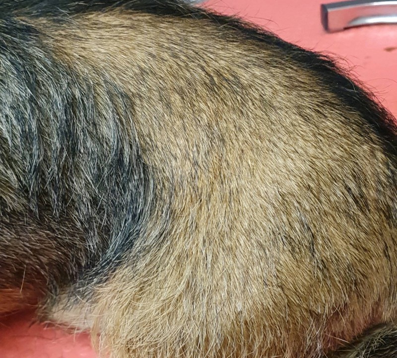 DIFFERENCE ENTRE LA PARTIE FAITE EN EPILATION ET LA PARTIE NON EPILEE