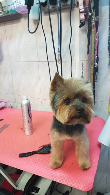 Tête ronde sur Yorkshire Terrier à Marseille