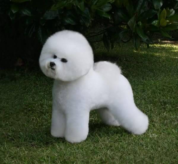 Bientôt .... votre salon de toilettage  s'agrandit  et   s installe  dans de nouveaux locaux   au 89 boulevard de la concorde