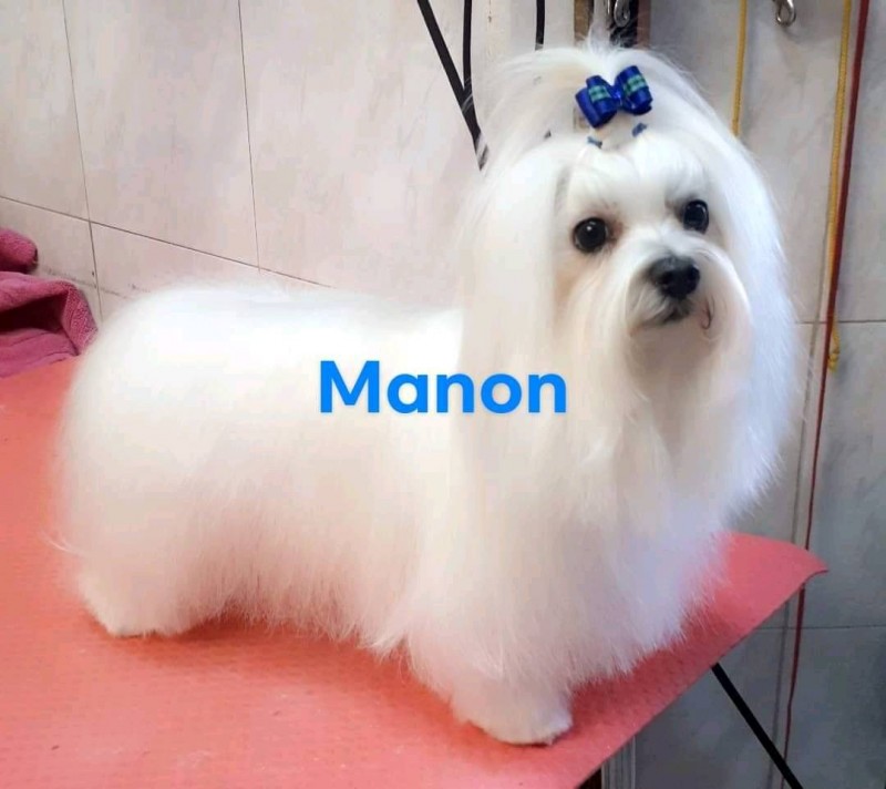 Les fourrures longues et précieuses : leur entretien chez un spécialiste du toilettage de chien à poils  longs à Marseille