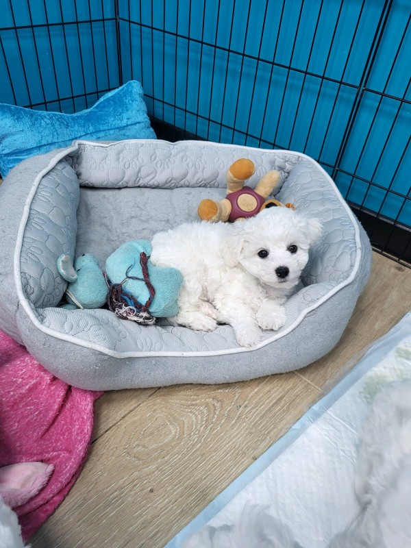 Chiot à vendre  à Marseille