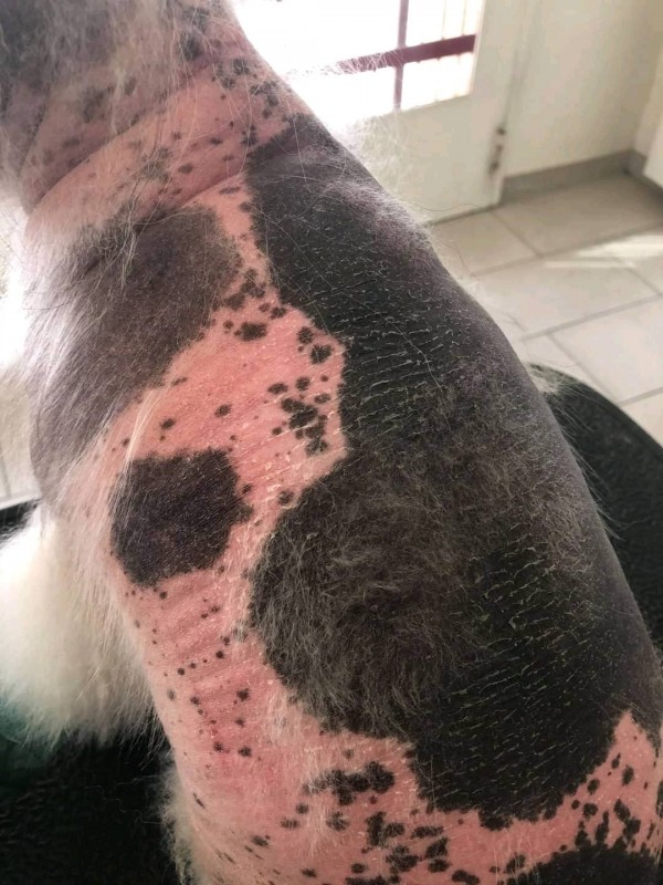 exemple spitz avec alopécie