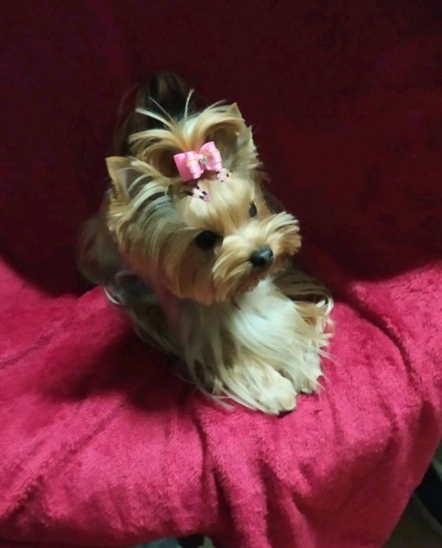 COUPE TENDANCE POUR CHIEN OU L'ASIAN STYLE PAR UN SALON DE TOILETTAGE PROFESSIONNEL A MARSEILLE