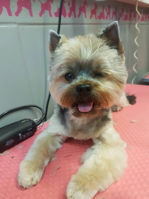 Coupe et toilettage tête Yorkshire Terrier marseille