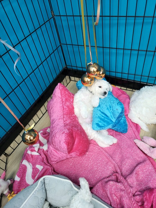 Chiot à vendre  à Marseille