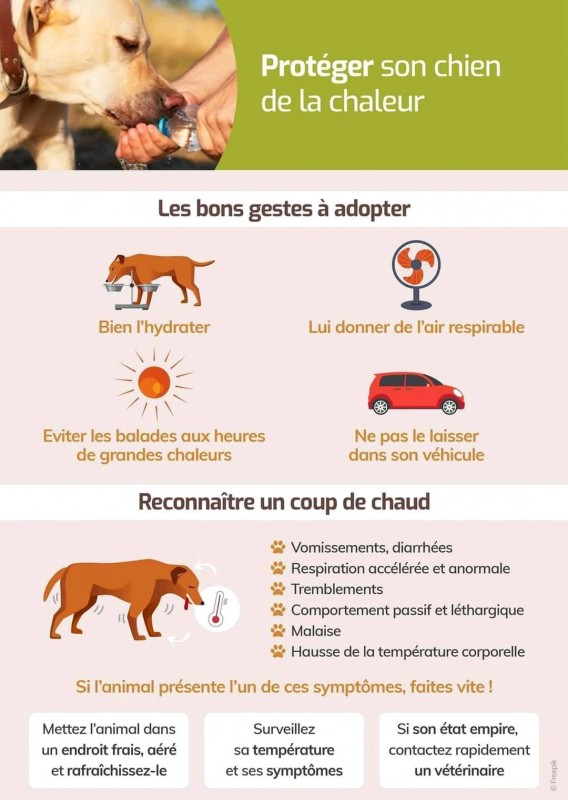 Coup de chaleur chez le chien: les règles à respecter