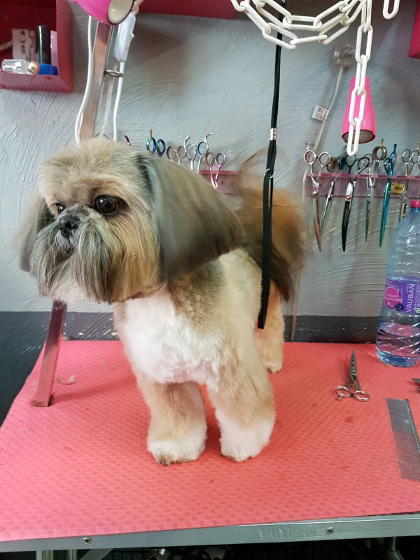 TETE AVEC BARBE POUR SHITZU