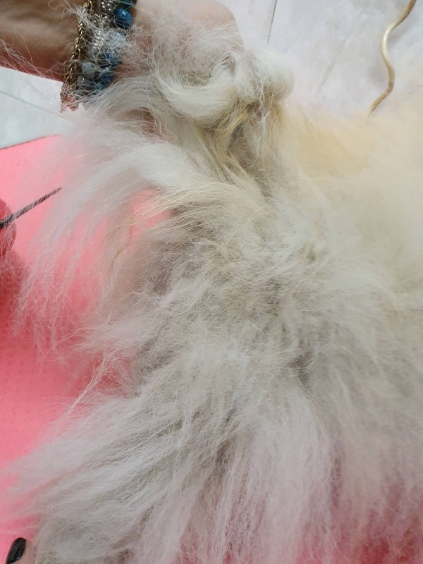 FOURRURE DE SPITZ AVANT SOIN