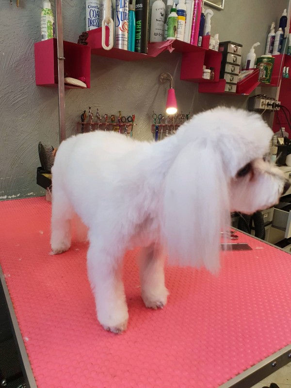 coupe courte bichon maltais
