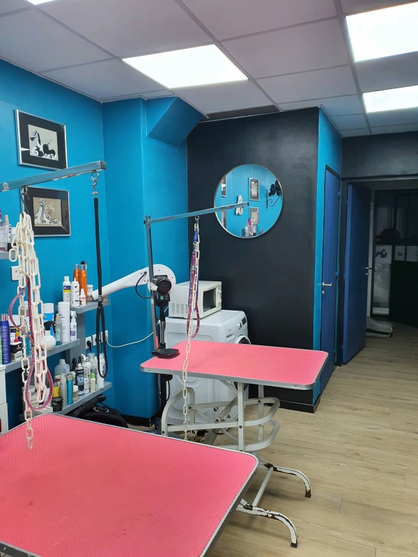 Toiletteur pour chien à Marseille 13009