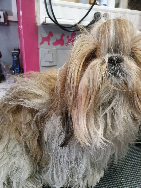 Le shitzu en coupe ciseaux   chez veronique  Hachin à  Marseille  13009