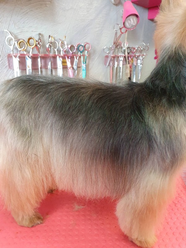 FOURRURE APRES TRAITEMENT  HYDRATANT