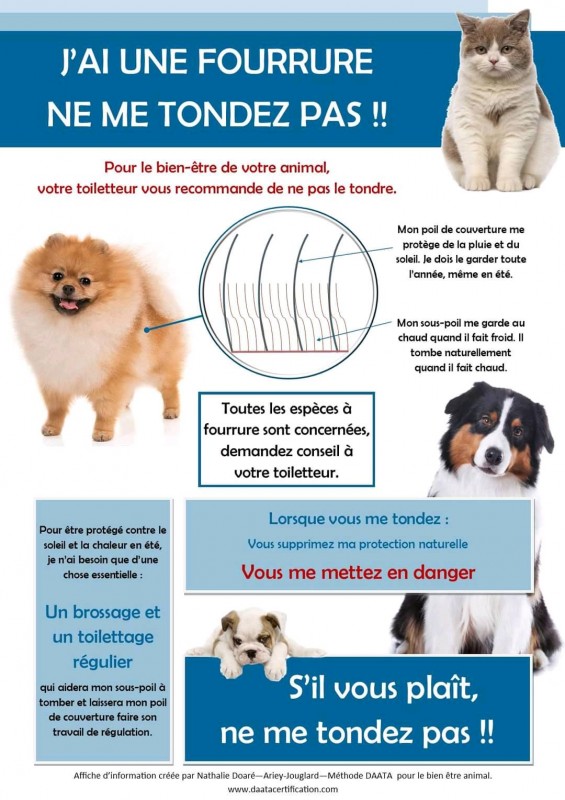 Toilettage des grands chiens  chez un spécialiste des doubles fourrures  et du traitement de la mue à Marseille .