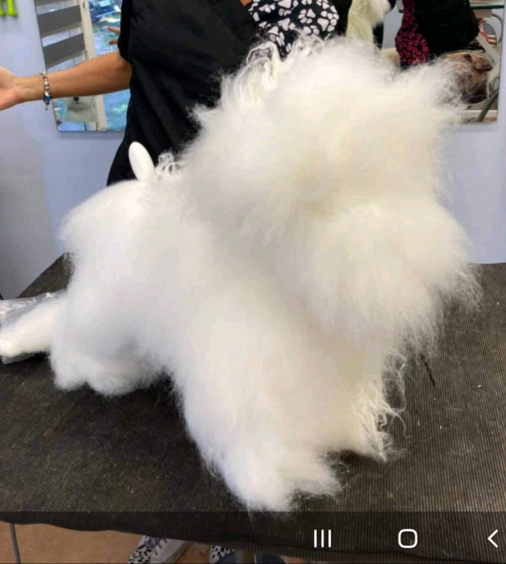 Nouvelle méthode de perfectionnement pour la coupe et la mise en forme des bichons