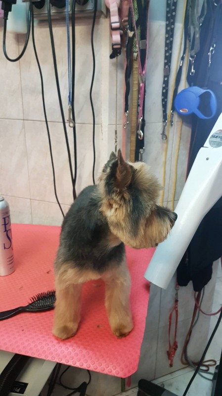 Coupe nounours courte pour Yorkshire Terrier Marseille 13009