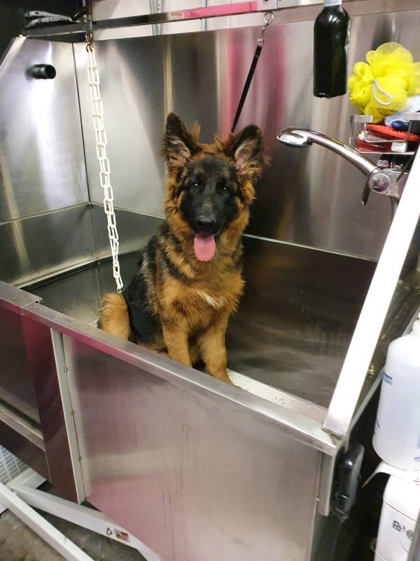 bébé berger allemand dans la baignoire