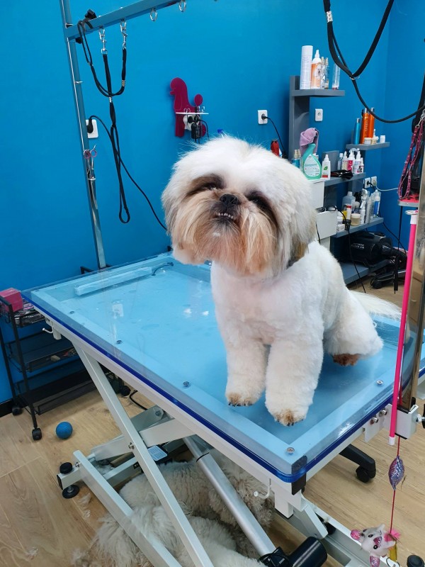 Toiletteur pour chien à Marseille 13009