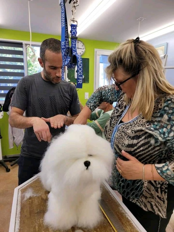 Nouvelle méthode de perfectionnement pour la coupe et la mise en forme des bichons