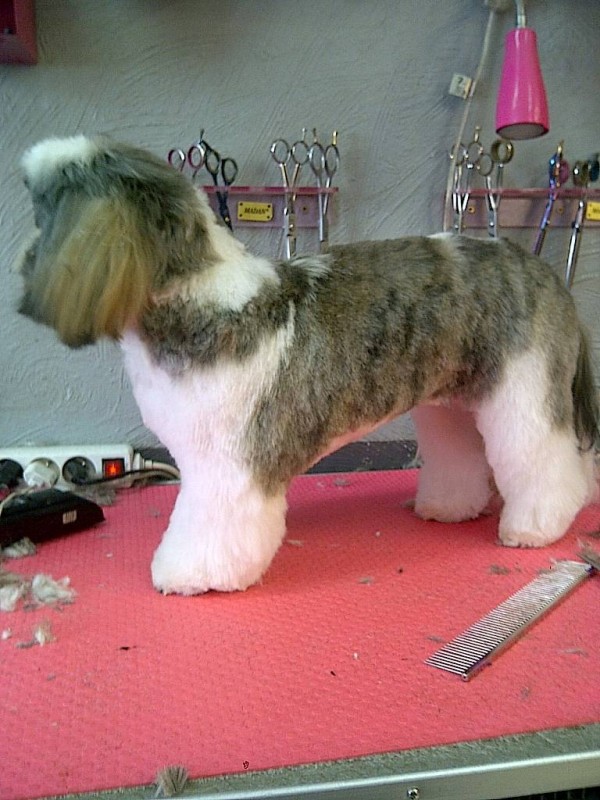 COUPE NOUNOURS POUR SHITZU