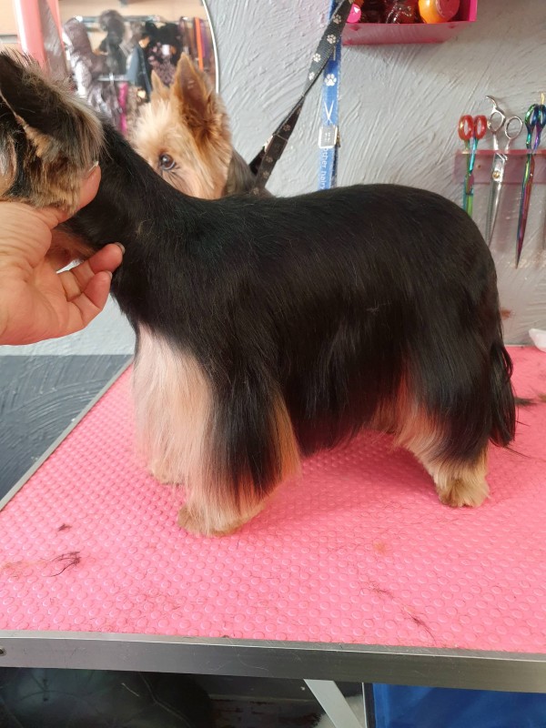 Toilettage et coupe tendance pour chien Yorkshire Terrier chez Dogs Academy à Marseille