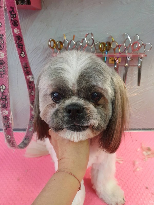 TETE RONDE SHITZU marseille