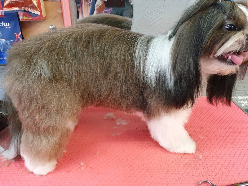 Le shitzu en coupe ciseaux   chez veronique  Hachin à  Marseille  13009