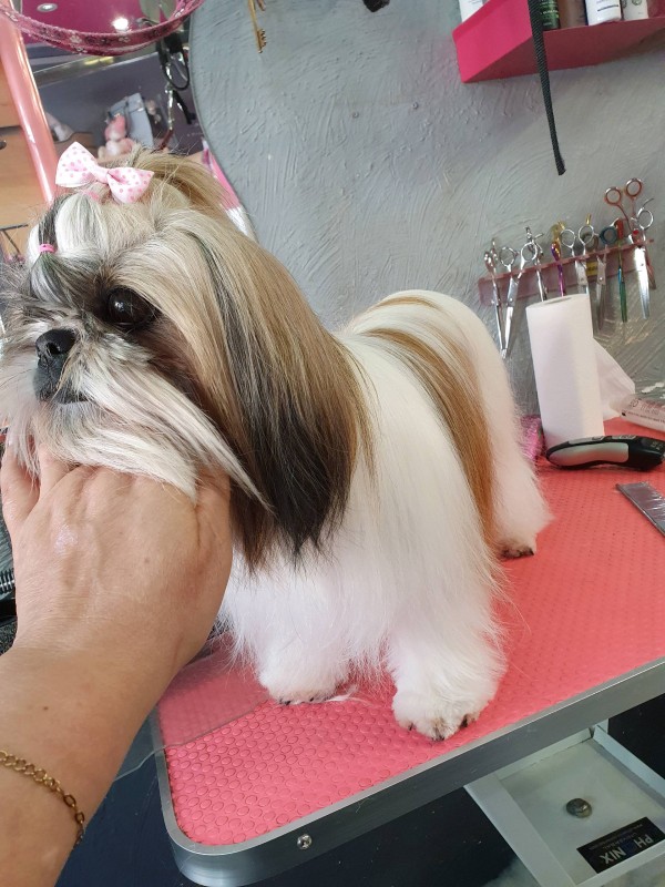 Le toilettage du Shitzu et du Lassa par Veronique Hachin Toilettage  à Marseille