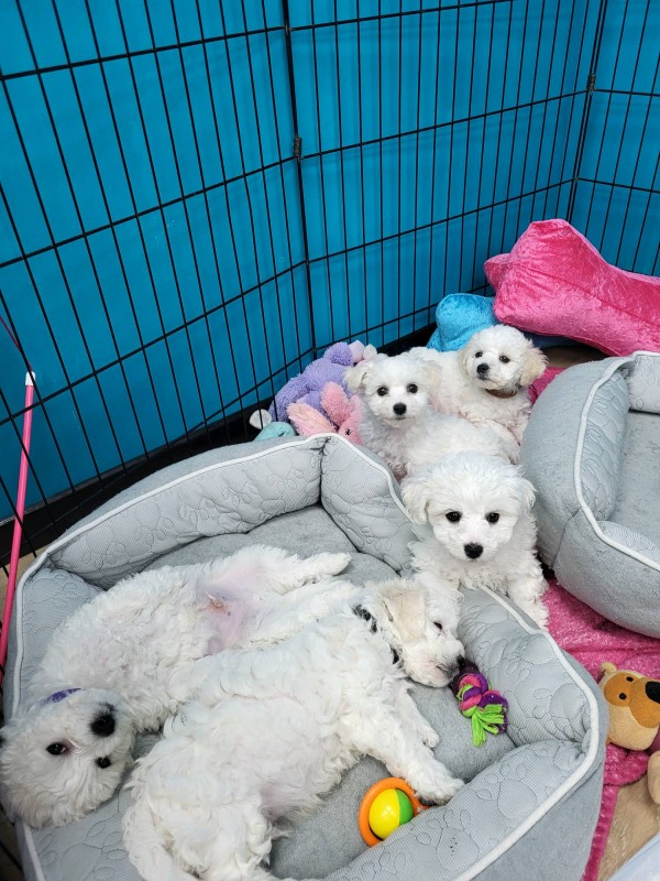Bébés bichons  à  vendre