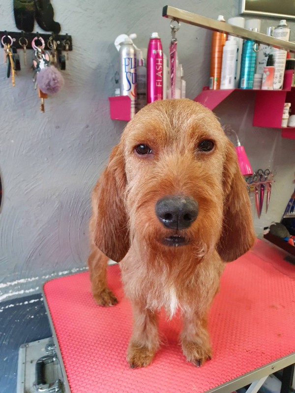 Epilation des chiens de chasse à poils durs dans votre salon de toilettage à Marseille 13009